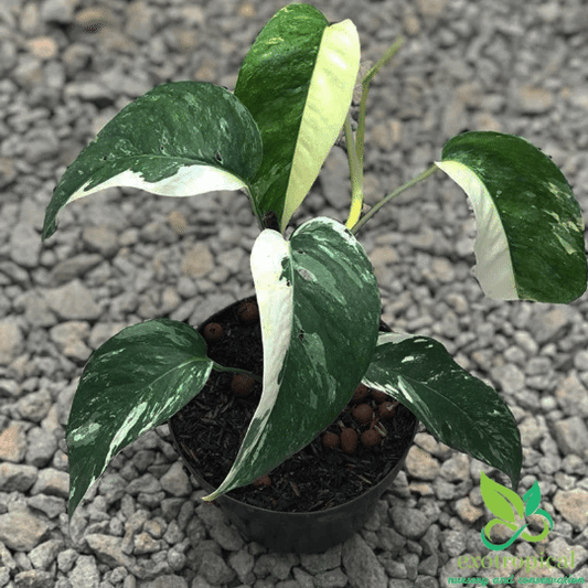 Epipremnum pinnatum: Green, Mint, Albo, Aurea, Aure “yellow flame