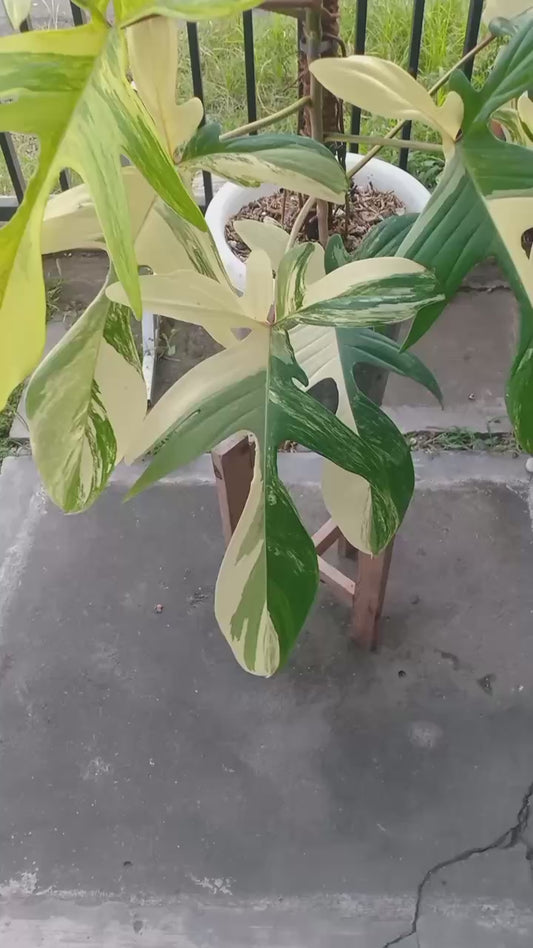 Philodendron Florida Beauty Mother Plant