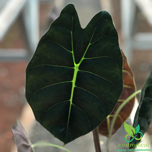 Alocasia Golden Bone