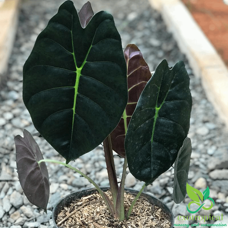 Alocasia Golden Bone