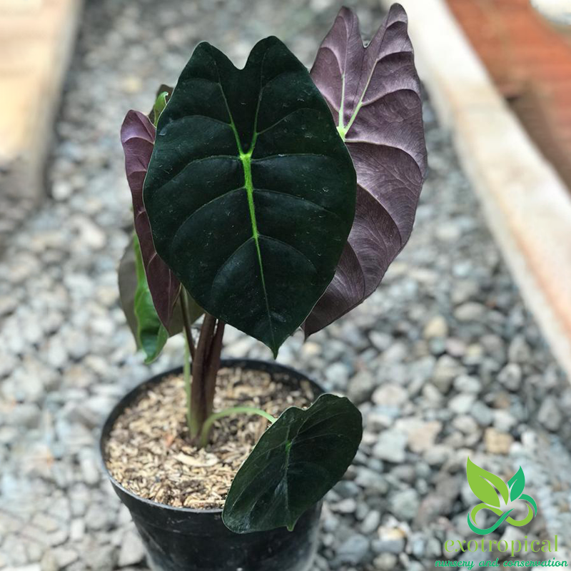 Alocasia Golden Bone