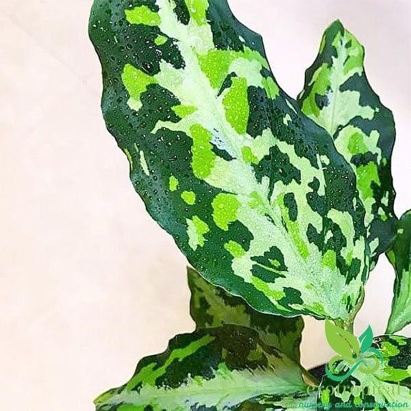 Aglaonema authentic Tricolor Free Phytosanitary Certificate + Shipping By DHL Express