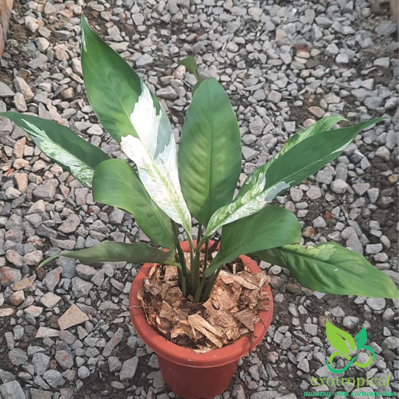 Spathiphyllum Variegated Peace Lily