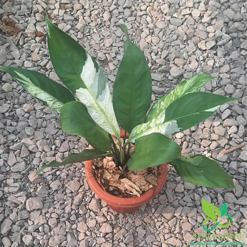 Spathiphyllum Variegated Peace Lily