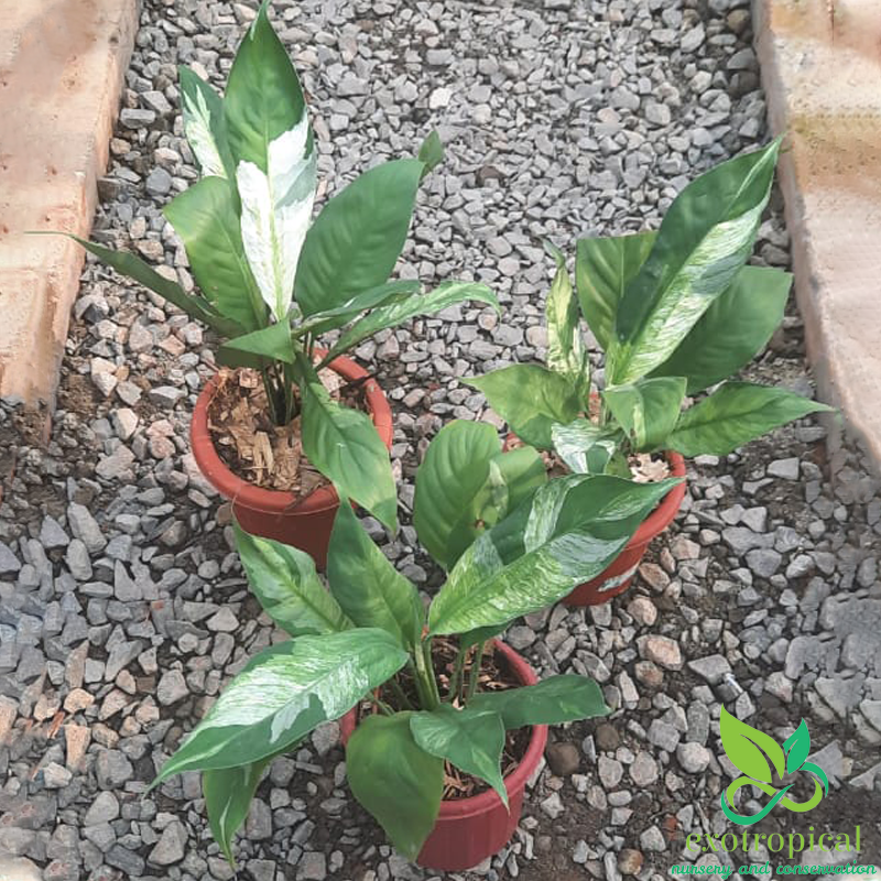 Spathiphyllum Variegated Peace Lily