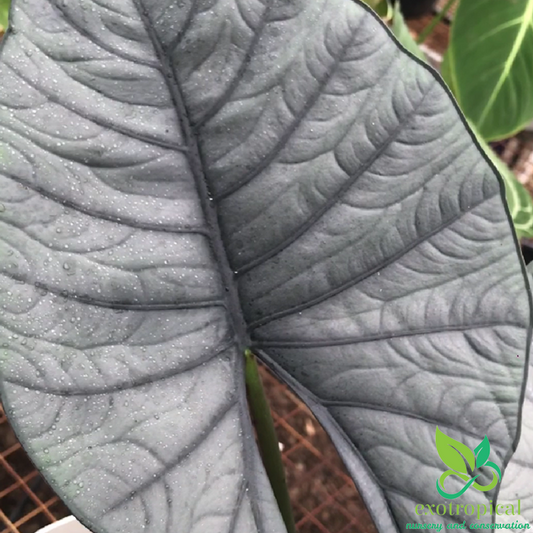 Alocasia Reginae