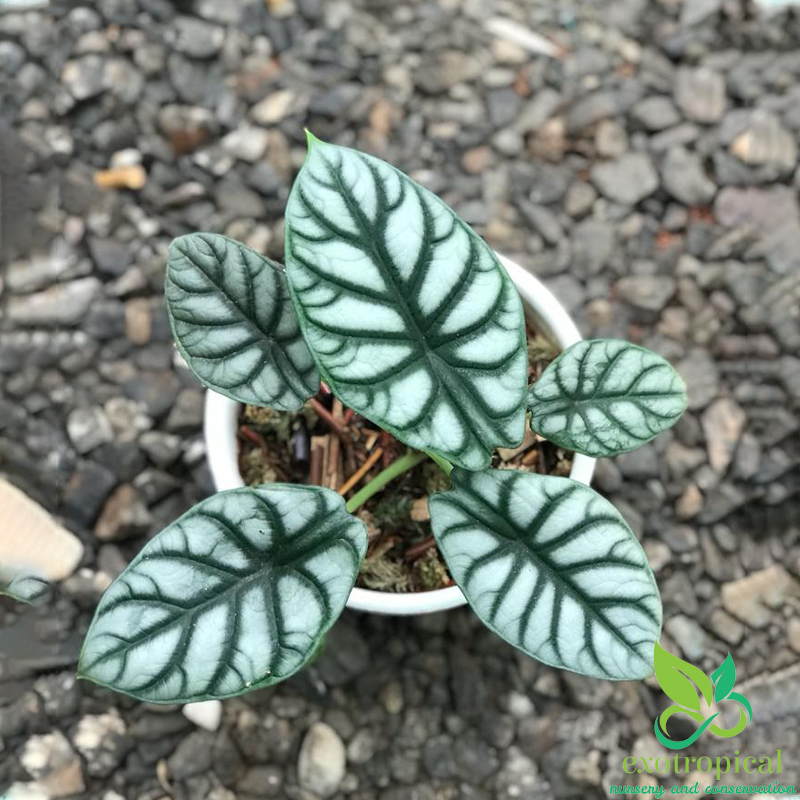 Alocasia Silver Dragon